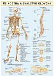 Kostra a svalstvo člověka
